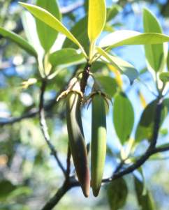 Propagules of Bruguiera gymnorrhiza