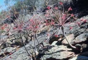 Growing in habitat