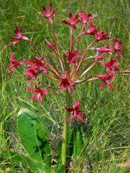 Brunsvigia natalensis