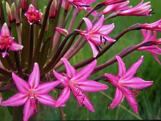 Brunsvigia radulosa