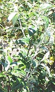 New leaves of B.auriculata