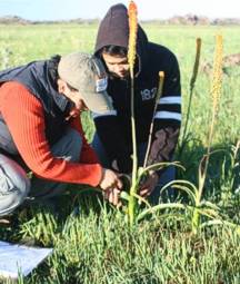 Monitoring Bulbinella latifolia subsp. doleritica