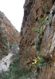 A narrow side gorge of the Baviaanskloof, habitat of Bulbine cremnophila