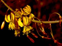 Close-up of the flowers of Bulbine cremnophila (cultivated plants)