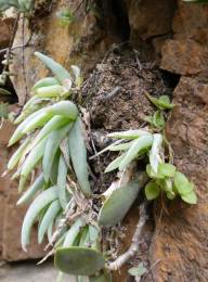 Close up of a plant growing on a cliff in Baviaanskloof