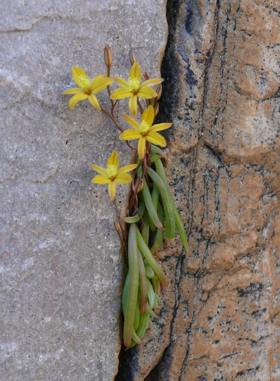 Growing in habitat Paradyskloof in spring.