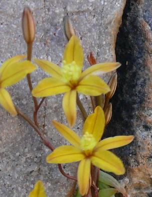 Close-up of flowers