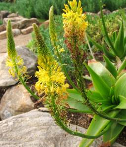 Bulbine latifolia