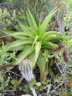 Growing in habitat