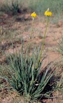 Plant showing leaves and flowers