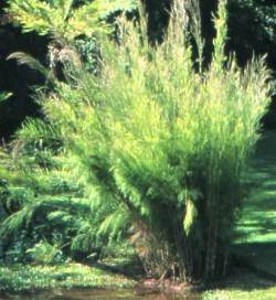 Calopsis paniculata