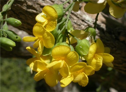 Calpurnia aurea Calpurnia aurea