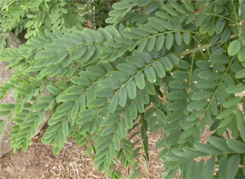 Calpurnia aurea foliage Calpurnia aurea foliage