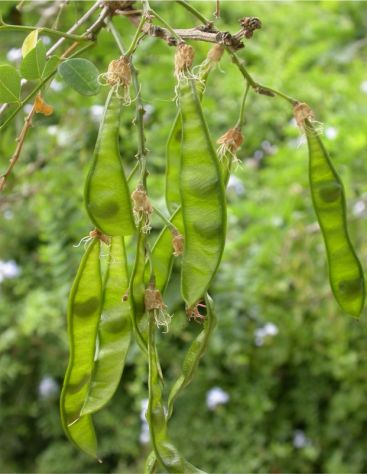 Calpurnia aurea green pods Calpurnia aurea green pods