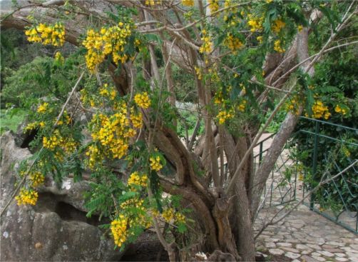 Calpurnia aurea in flower in Kirstenbosch NBG Calpurnia aurea in flower in Kirstenbosch NBG