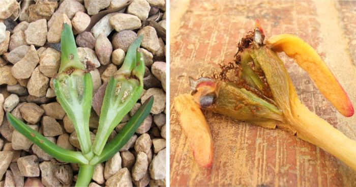 Unripe and ripe fruit