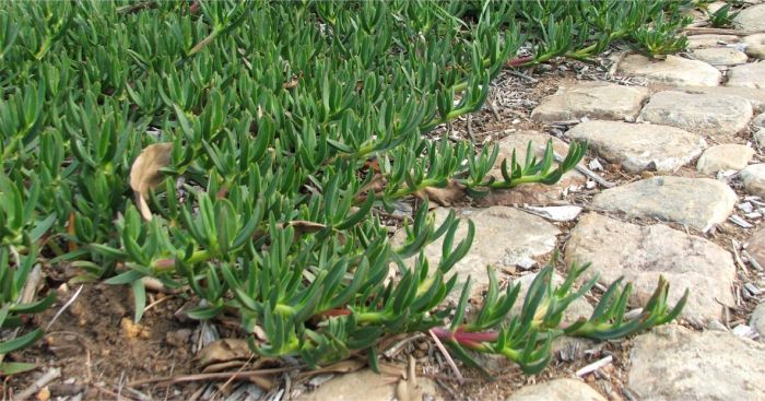 Long spreading stems 