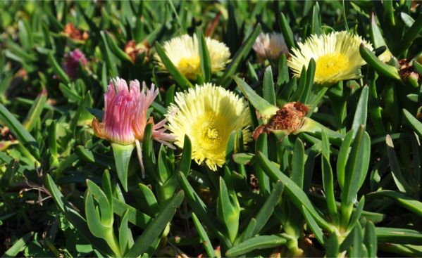 Carpobrotus edulis in flower
