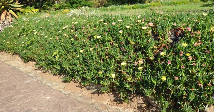 Growing over a retaining wall