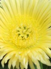 Close-up view of flower