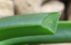 Cross section of leaf