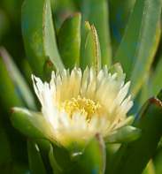 Flower of subsp.parviflorus