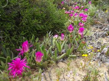 Flowering in habitat