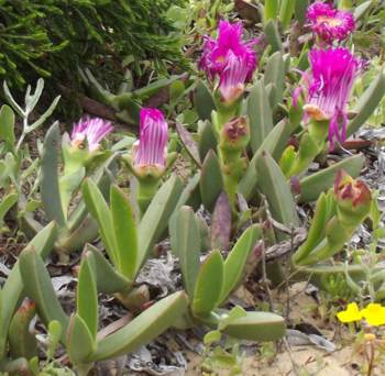 Leaves and flowers