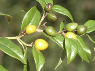 Cassinopsis ilicifolia in fruit