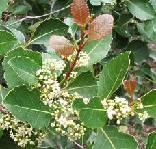 Flowers and new coppery leaves