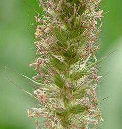 Cenchrus ciliaris inflorescence