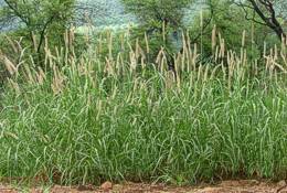 Cenchrus ciliaris growing along roadside