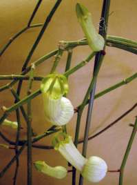 Plant growing in pot.