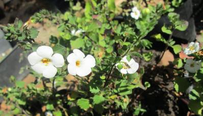 Trailing growth of plant