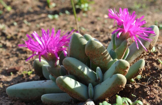 Cheiridopsis purpurea succulent