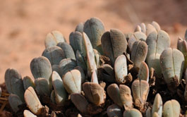 Cheiridopsis purpurea leaves