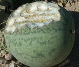 Fruit showing seed