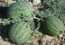 Fruits and leaves