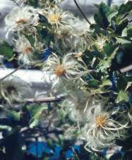 Seed heads