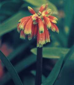 Clivia nobilis