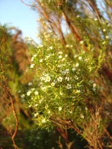 Bush of Coleonema calycinum