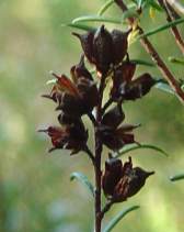 Old seed capsules