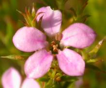 Close up of flower