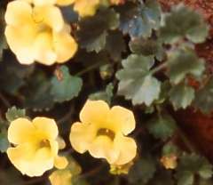 Yellow form and leaves