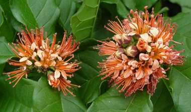 Combretum bracteosum