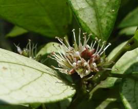 Flowers and white new leaves.©G.Nichols