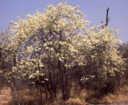 Combretum mossambicense