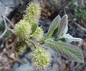 Flower spikes