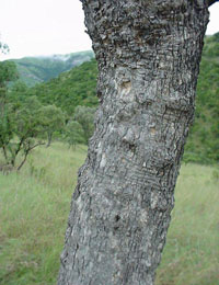 Trunk of Combretum molle