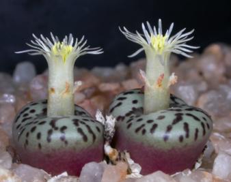 Flowers of C.obcordellum subsp.obcordellum